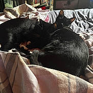 Skunk And Eeyore is registered to the contest to win money with this photo: animal, bed, black_cat, blanket, cat, companion, cozy, domestic_animal, feline, fur, furniture, home, indoor, pet, relaxation, resting, sleeping, soft_light, tail, whiskers