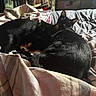 animal, bed, black_cat, blanket, cat, companion, cozy, domestic_animal, feline, fur, furniture, home, indoor, pet, relaxation, resting, sleeping, soft_light, tail, whiskers