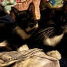 cat, tuxedo_cat, animal, pet, feline, whiskers, black_and_white, blanket, indoor, cozy, stuffed_animals, pillow, soft, resting, close_up, fur, domestic_animal, cute, two_animals, sleepy