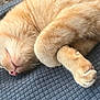 cat, orange_cat, sleeping, paws, whiskers, fur, pet, domestic_cat, animal, close_up, texture, blanket, resting, cute, cozy, relaxed, nap, indoor, soft, peaceful
