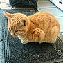 cat, orange_tabby, pet, animal, feline, fur, whiskers, ears, mat, doorway, floor_tiles, indoor, domestic, cute, sitting, profile_view, side_view, small, cozy, quiet