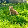 Pelote a rejoint le concours — aidez-le/la à gagner de superbes lots ! cat, ginger_cat, grass, sunlight, outdoor, greenery, flower, nature, animal, pet, feline, sitting, curious, daylight, wildflowers, field, mammal, eyes, ears, whiskers
