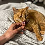 Pelote a rejoint le concours — aidez-le/la à gagner de superbes lots ! cat, ginger_cat, hand, licking, bed, blanket, cozy, pet, feline, whiskers, paw, resting, indoor, soft_texture, close_up, affection, domestic_animal, cute, companion, relaxation