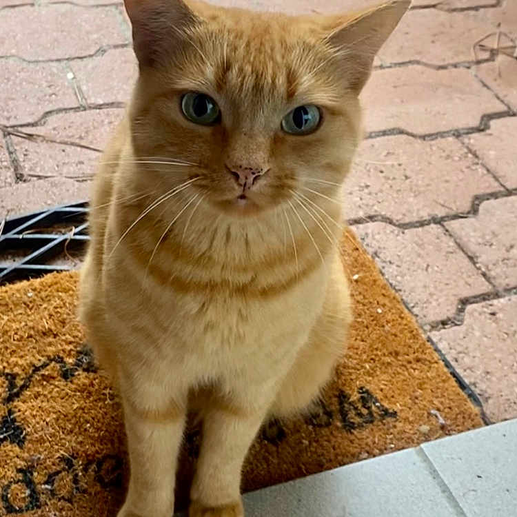 Pelote participe au concours pour gagner de l'argent avec cette photo : animal, cat, close_up, curious, cute, domestic_cat, ears, feline, front_paws, fur, ginger_cat, ground, looking_at_camera, outdoor, pavement, pet, portrait, sitting, welcome_mat, whiskers