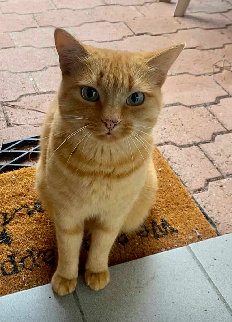 Pelote participe au concours pour gagner de l'argent avec cette photo : cat, ginger_cat, pet, animal, feline, sitting, outdoor, welcome_mat, pavement, curious, looking_at_camera, whiskers, ears, fur, domestic_cat, close_up, cute, portrait, front_paws, ground