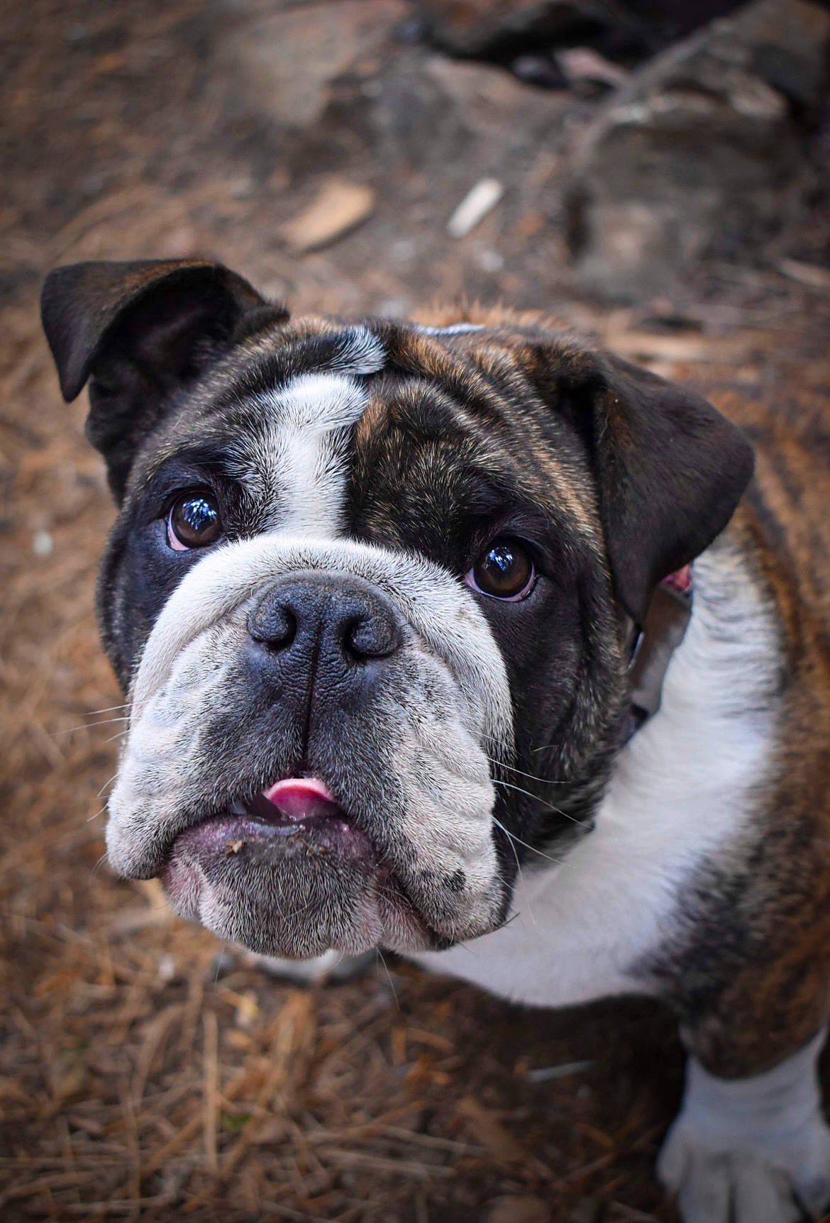 Leia joined the competition — help win amazing prizes! boxer, bulldog, canidae, carnivore, close_up, collar, companion_dog, dog, dog_breed, dog_collar, fawn, grass, plant, snout, sporting_group, terrestrial_animal, whiskers, working_animal, working_dog, wrinkle