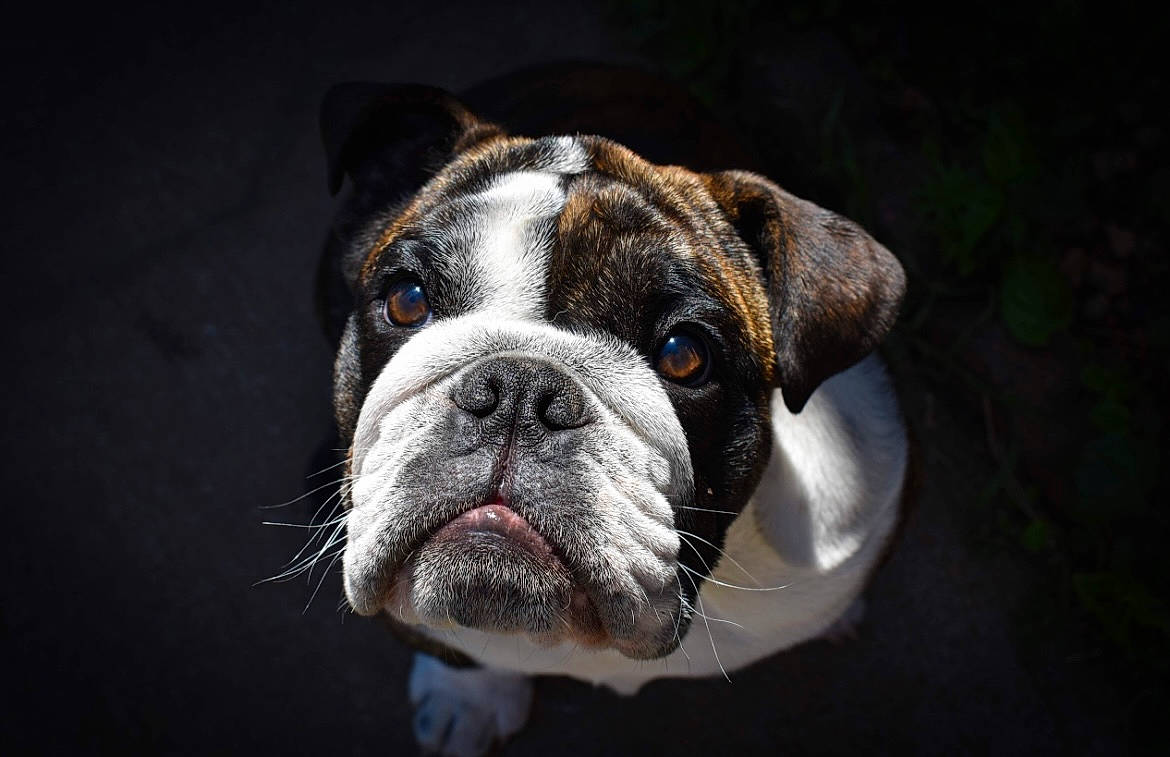 Leia is registered to the contest to win money with this photo: boxer, bulldog, canidae, carnivore, companion_dog, dog, dog_breed, fawn, french_bulldog, grass, molosser, puppy, snout, sporting_group, terrestrial_animal, whiskers, white_english_bulldog, working_animal, working_dog, wrinkle