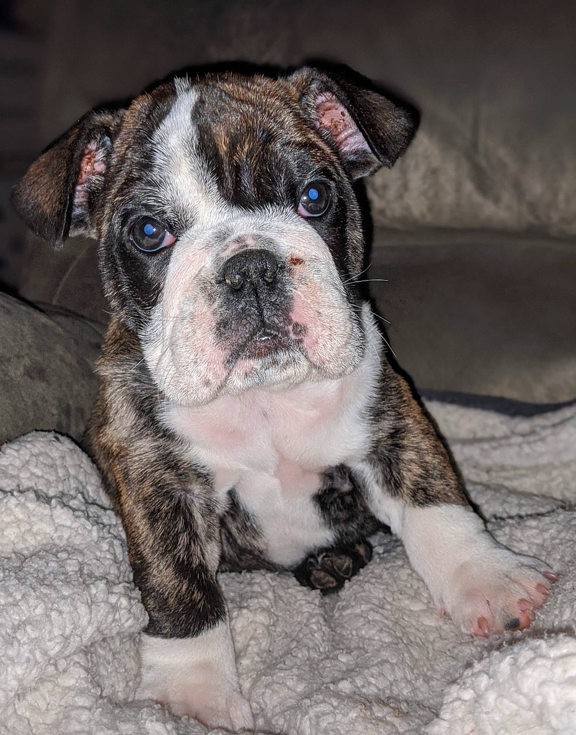 Leia joined the competition — help win amazing prizes! bored, bulldog, canidae, carnivore, companion_dog, dog, dog_breed, fawn, non_sporting_group, sporting_group, terrestrial_animal, whiskers, working_animal