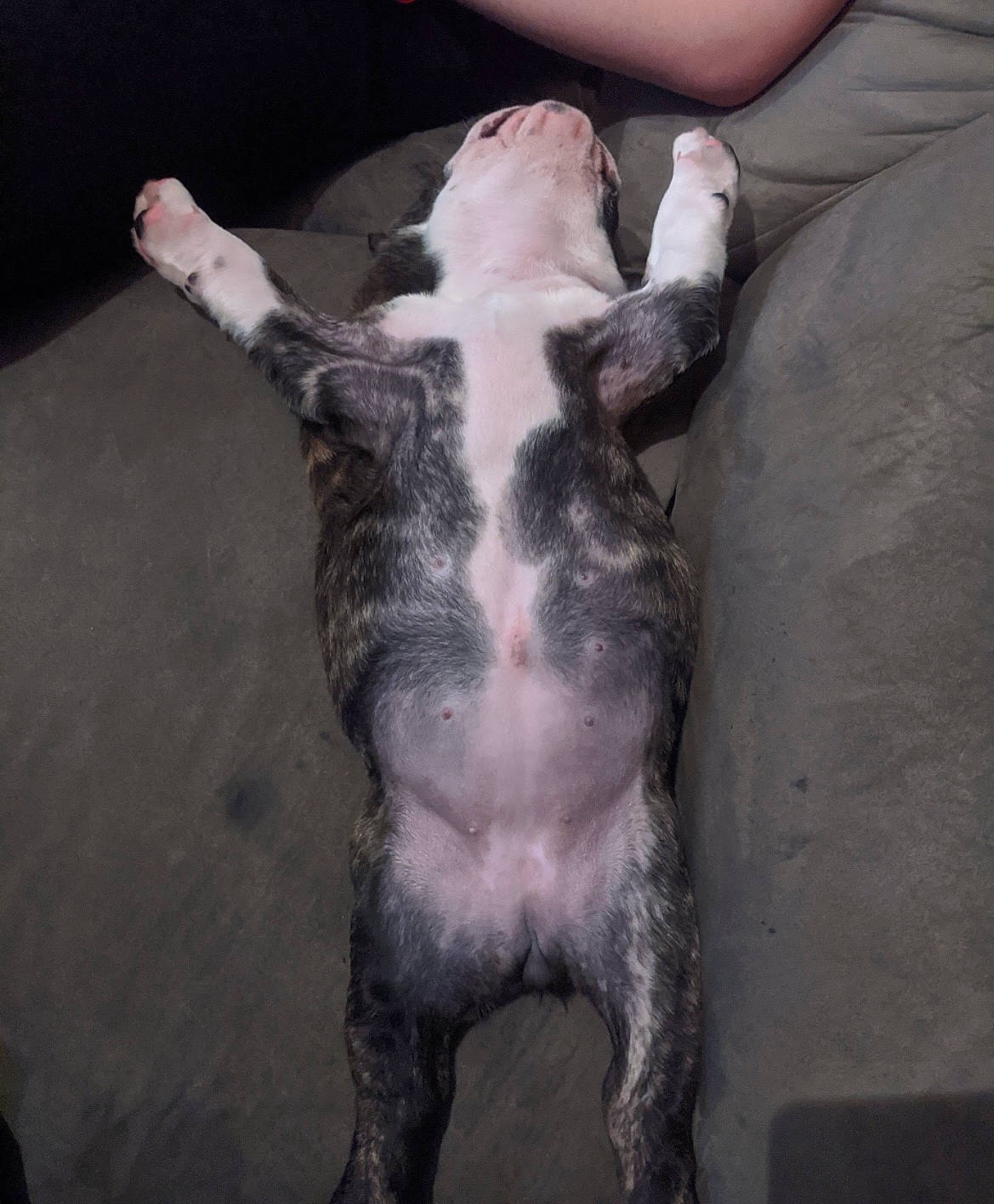 Leia is registered to the contest to win money with this photo: canidae, carnivore, claw, comfort, companion_dog, darkness, dog_breed, domestic_short_haired_cat, fawn, felidae, fur, jaw, paw, small_to_medium_sized_cats, snout, sporting_group, tail, terrestrial_animal, whiskers, working_animal