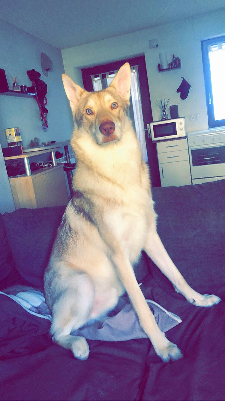 Shadow a rejoint le concours — aidez-le/la à gagner de superbes lots ! ancient_dog_breeds, canaan_dog, canidae, carnivore, carolina_dog, companion_dog, czechoslovakian_wolfdog, dog, dog_breed, fawn, german_shepherd_dog, mammal, northern_inuit_dog, norwegian_buhund, saarloos_wolfdog, siberian_husky, tail, tamaskan_dog, vertebrate, wolfdog