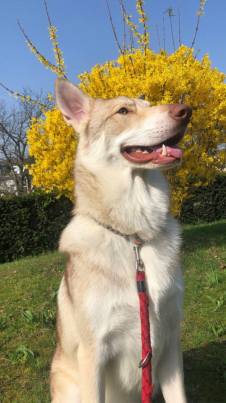 Shadow participe au concours pour gagner de l'argent avec cette photo : alaskan_malamute, ancient_dog_breeds, canadian_eskimo_dog, canidae, carnivore, dog, dog_breed, kunming_wolfdog, mammal, native_american_indian_dog, northern_inuit_dog, plant, rare_breed_dog, saarloos_wolfdog, siberian_husky, sled_dog, snout, tamaskan_dog, vertebrate, wolfdog