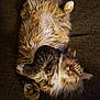 cat, fluffy, relaxed, lying_down, pet, feline, fur, whiskers, paws, cute, sleepy, indoor, cozy, tabby, animal, mammal, resting, domestic_animal, soft, adorable
