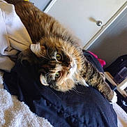 Mamabear is registered to the contest to win money with this photo: cat, tabby, fluffy, green_eyes, pillow, blanket, indoor, relaxed, feline, pet, cozy, fur, whiskers, home, door, bedroom, resting, curious, household, domestic