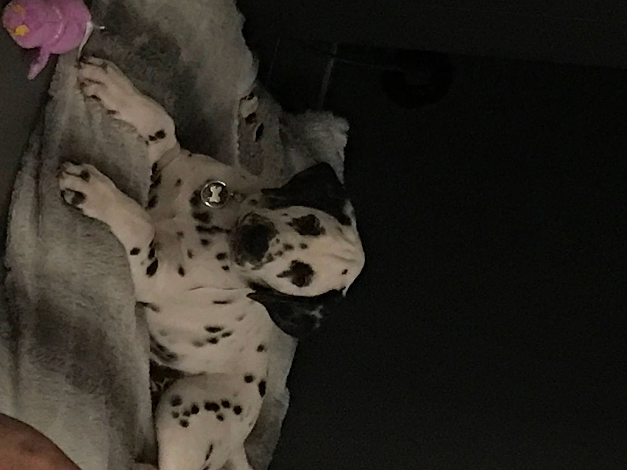 Tanos a rejoint le concours — aidez-le/la à gagner de superbes lots ! art, canidae, carnivore, companion_dog, dalmatian, dog, dog_breed, fawn, flower, monochrome, monochrome_photography, non_sporting_group, pattern, paw, petal, plant, snout, sporting_group, still_life_photography, whiskers