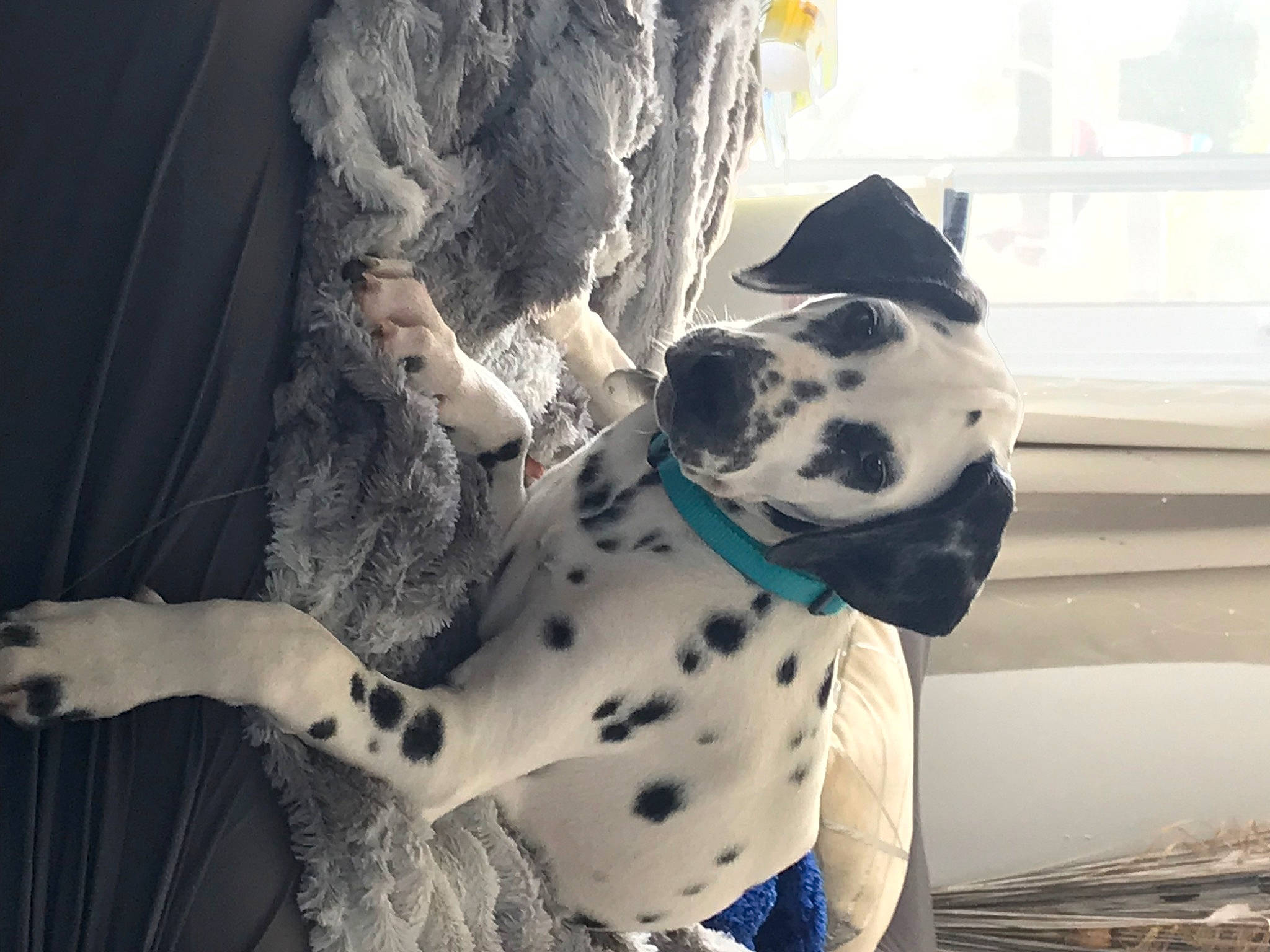 Tanos participe au concours pour gagner de l'argent avec cette photo : canidae, carnivore, collar, companion_dog, dalmatian, dog, dog_breed, dog_collar, dog_supply, fawn, fur, monochrome_photography, pattern, pet_supply, plant, snout, sporting_group, terrestrial_animal, whiskers, working_animal