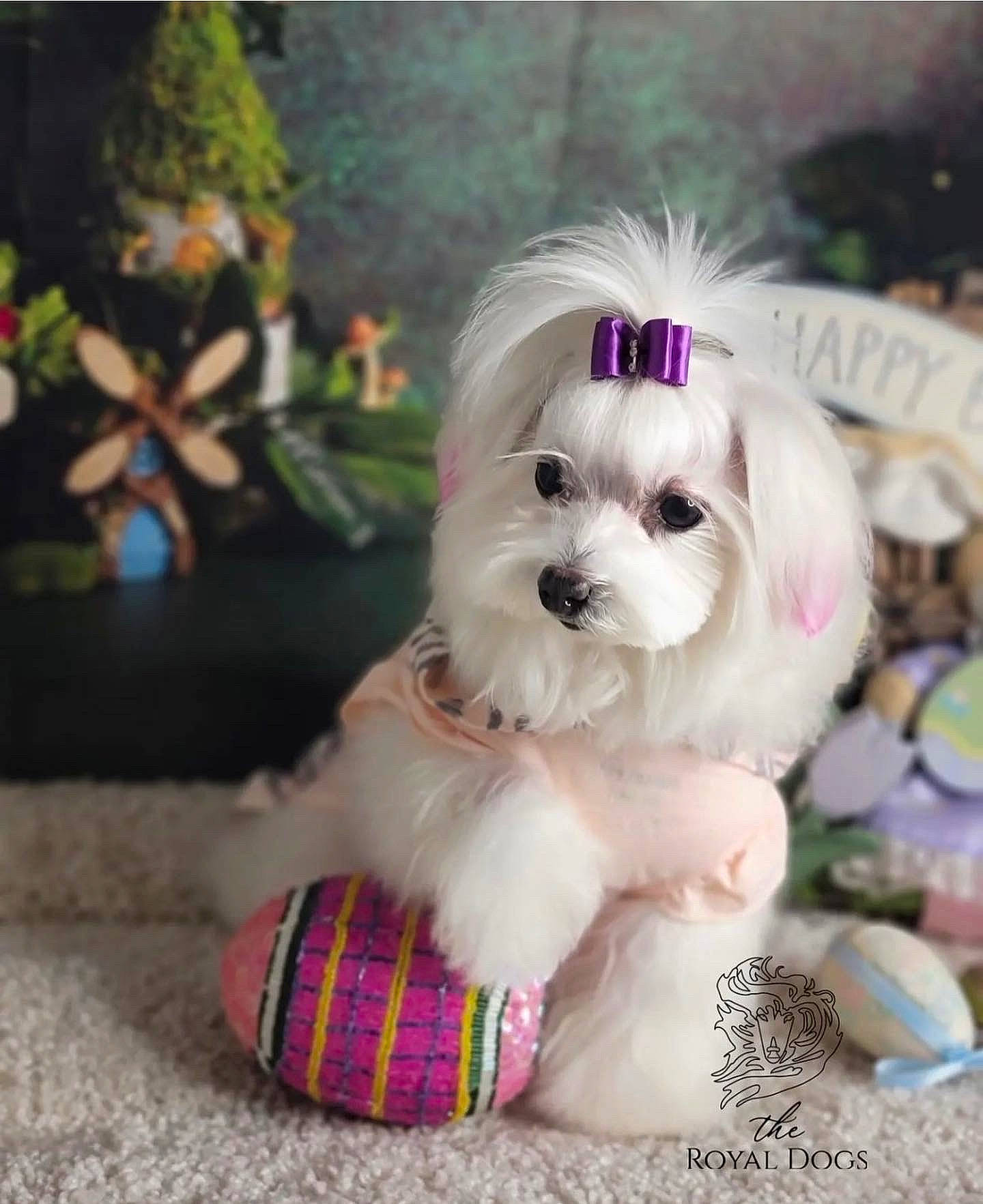 Sophia Marie joined the competition — help win amazing prizes! carnivore, collar, companion_dog, dog, dog_breed, dog_clothes, dog_collar, dog_supply, fashion_accessory, fur, pattern, pet_supply, plaid, plant, shih_tzu, snout, tartan, toy, toy_dog, working_animal