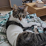 Isis participe au concours pour gagner de l'argent avec cette photo : animal, bandage, blanket, cat, curious, floor_tile, fur, furniture, indoor, injury, leafy, living_room, pattern, pet, resting, tabby, table, tissue_box, whiskers, wooden