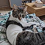 animal, bandage, blanket, cat, curious, floor_tile, fur, furniture, indoor, injury, leafy, living_room, pattern, pet, resting, tabby, table, tissue_box, whiskers, wooden