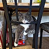 cat, gray_cat, white_paws, chair, patterned_chair, black_chair, indoor, carpet, household, kitchen, relaxed, pet, feline, curious, paw, fur, domestic_animal, animal, resting, furniture