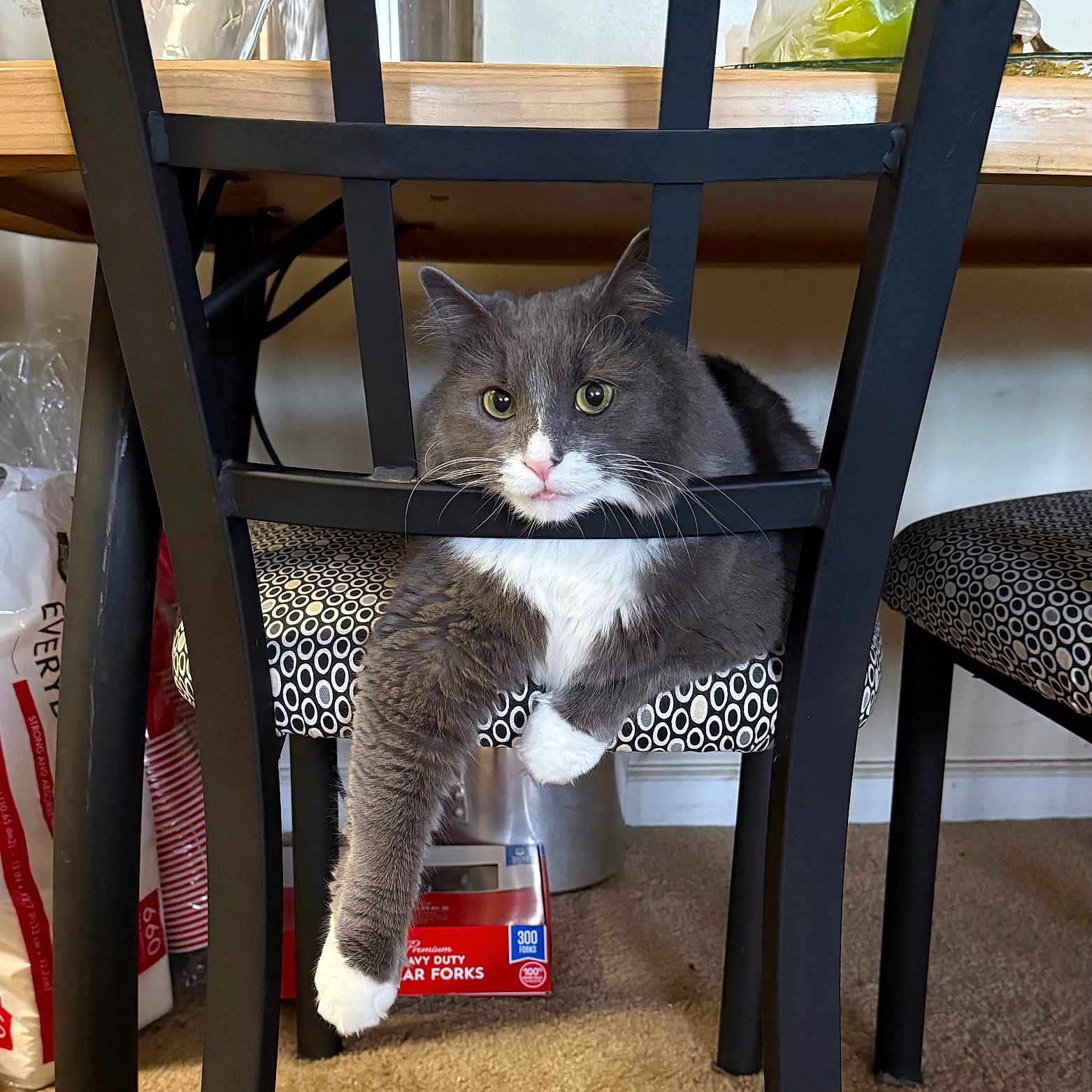 Yoshi joined the competition — help win amazing prizes! cat, gray_cat, white_paws, chair, patterned_chair, black_chair, indoor, carpet, household, kitchen, relaxed, pet, feline, curious, paw, fur, domestic_animal, animal, resting, furniture