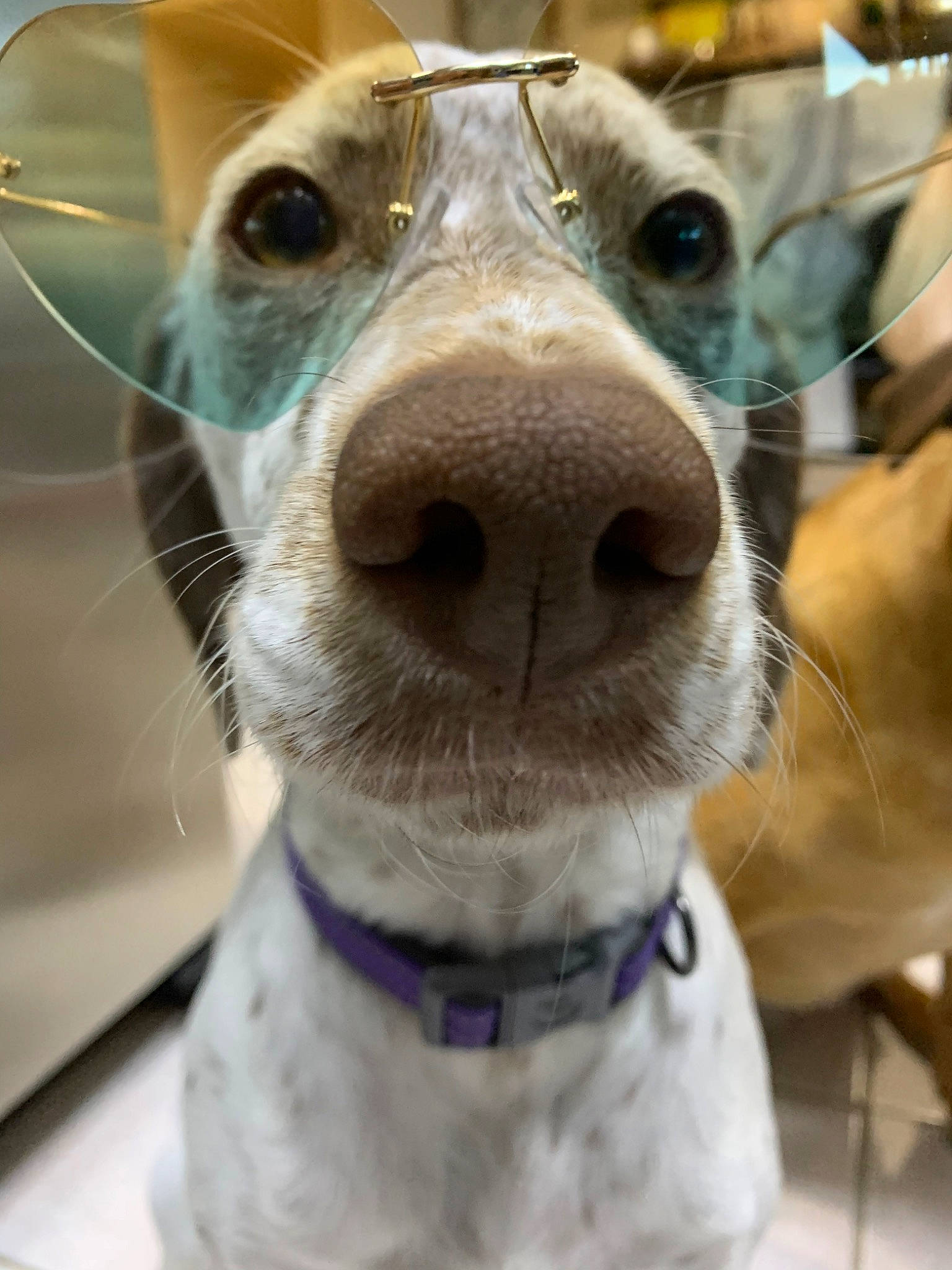 Piper joined the competition — help win amazing prizes! ancient_dog_breeds, canidae, carnivore, close_up, companion_dog, dog, dog_breed, ear, eye, fur, head, ibizan_hound, italian_greyhound, jaw, nose, puppy, rat_terrier, snout, whippet, whiskers