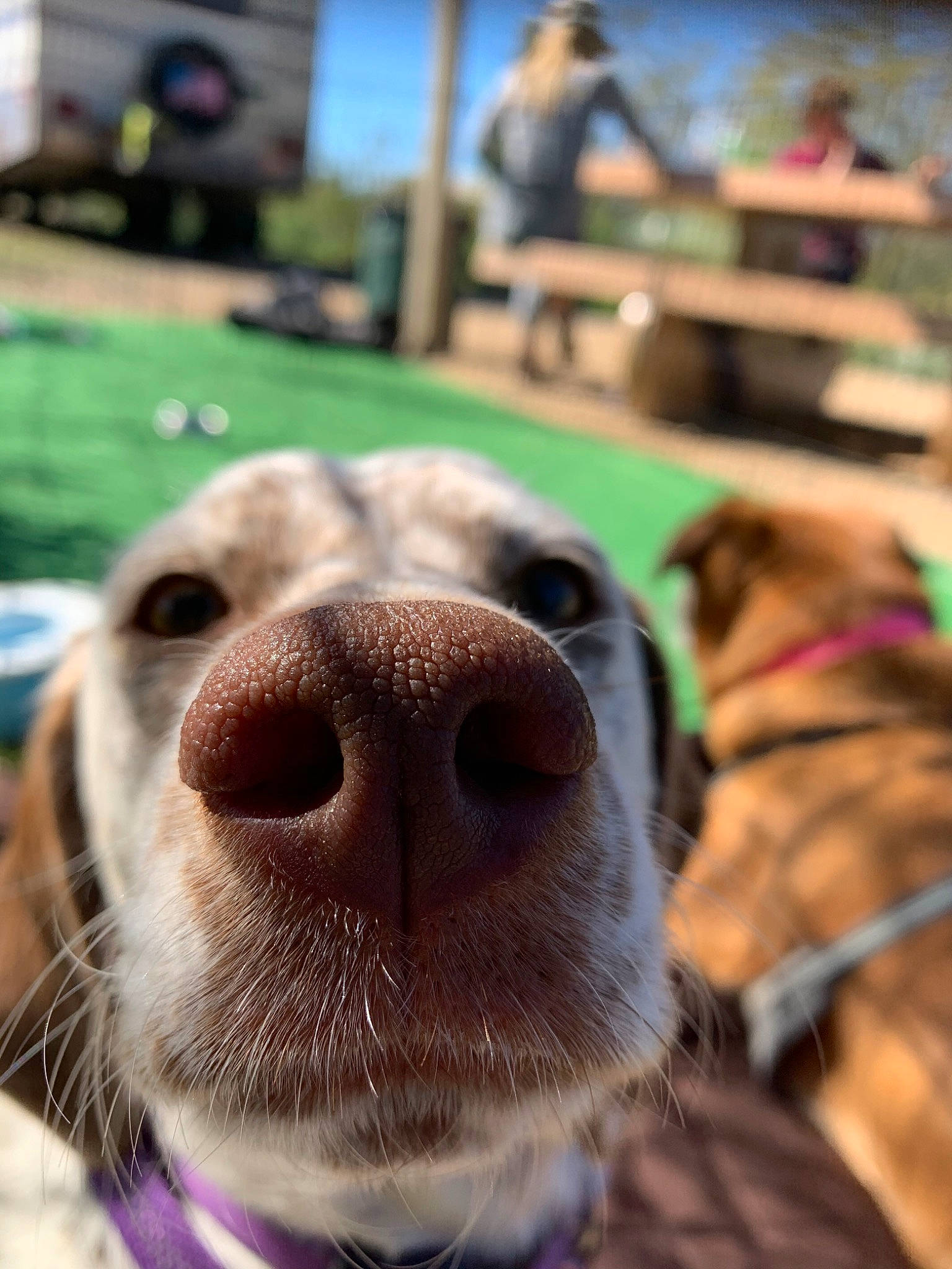 Piper joined the competition — help win amazing prizes! canidae, carnivore, close_up, dog, dog_breed, fawn, jaw, mouth, nose, snout, sporting_group, weimaraner
