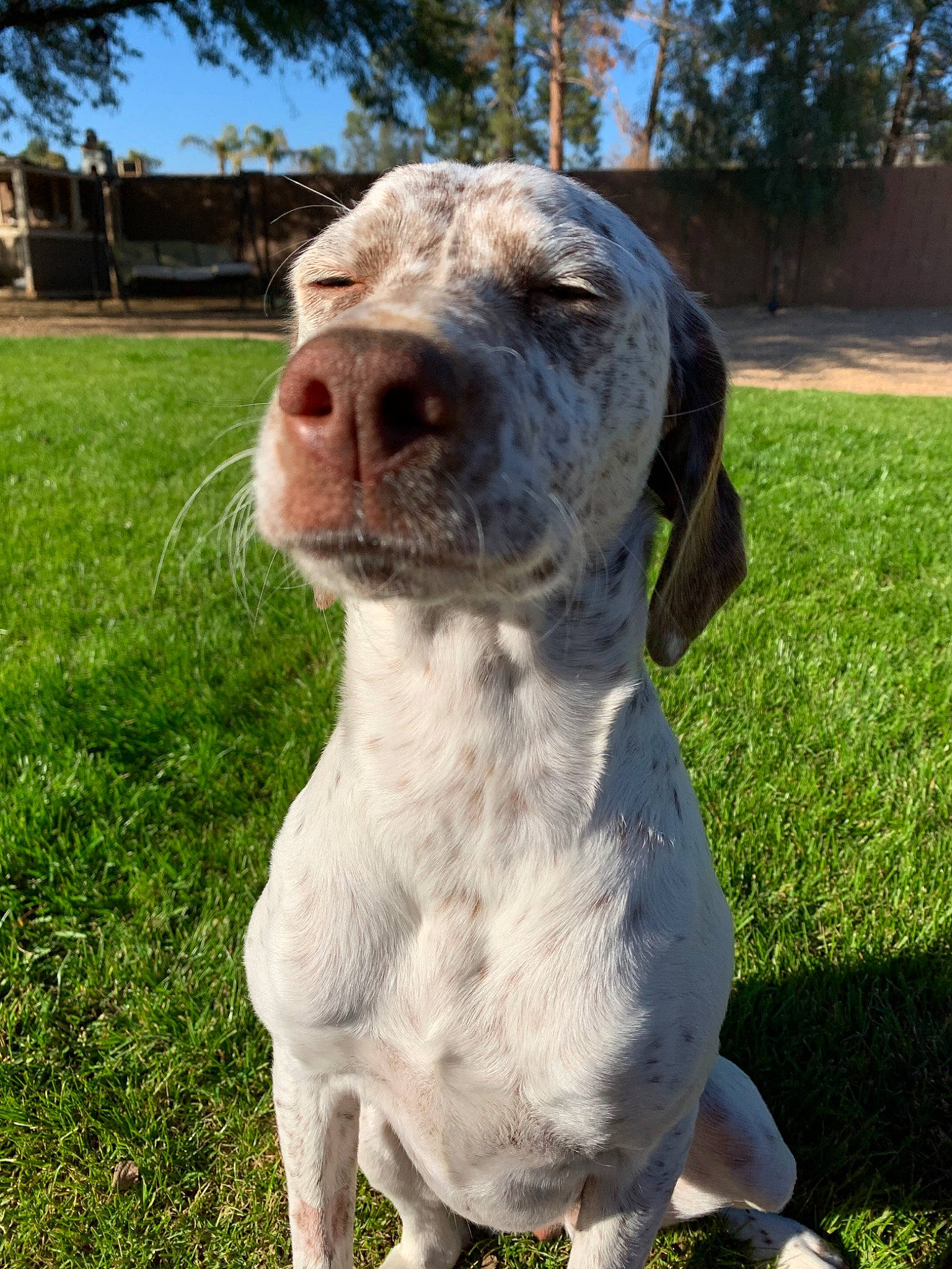 Piper is registered to the contest to win money with this photo: braque_du_bourbonnais, braque_francais, canidae, carnivore, catahoula_bulldog, companion_dog, dog, dog_breed, german_shorthaired_pointer, grass, hunting_dog, louisiana_catahoula_leopard_dog, mammal, old_danish_pointer, pointer, pointing_breed, rare_breed_dog, snout, sporting_group, vertebrate