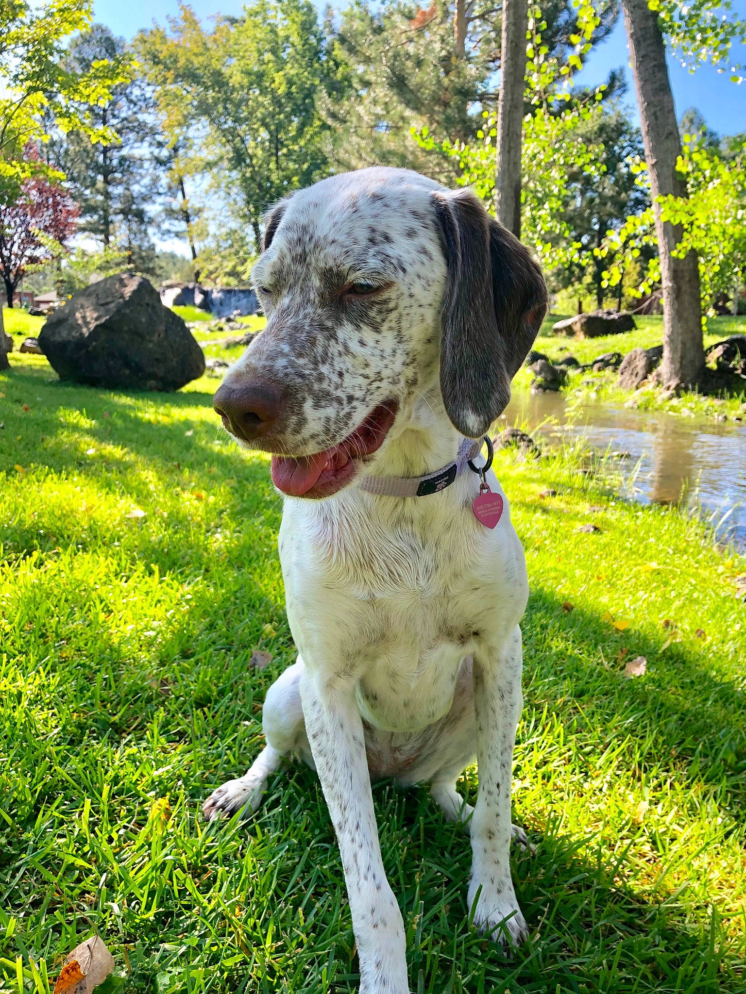 Piper is registered to the contest to win money with this photo: braque_du_bourbonnais, canidae, carnivore, companion_dog, dog, dog_breed, grass, hunting_dog, louisiana_catahoula_leopard_dog, mammal, plant, pointer, rare_breed_dog, snout, sporting_group, vertebrate