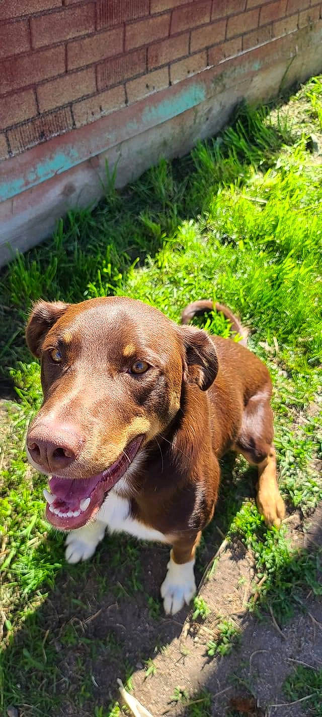 Max is registered to the contest to win money with this photo: canidae, carnivore, collar, companion_dog, dog, dog_breed, dog_collar, eye, fawn, flower, grass, leash, liver, pet_supply, plant, snout, sporting_group, terrestrial_animal, whiskers, working_animal