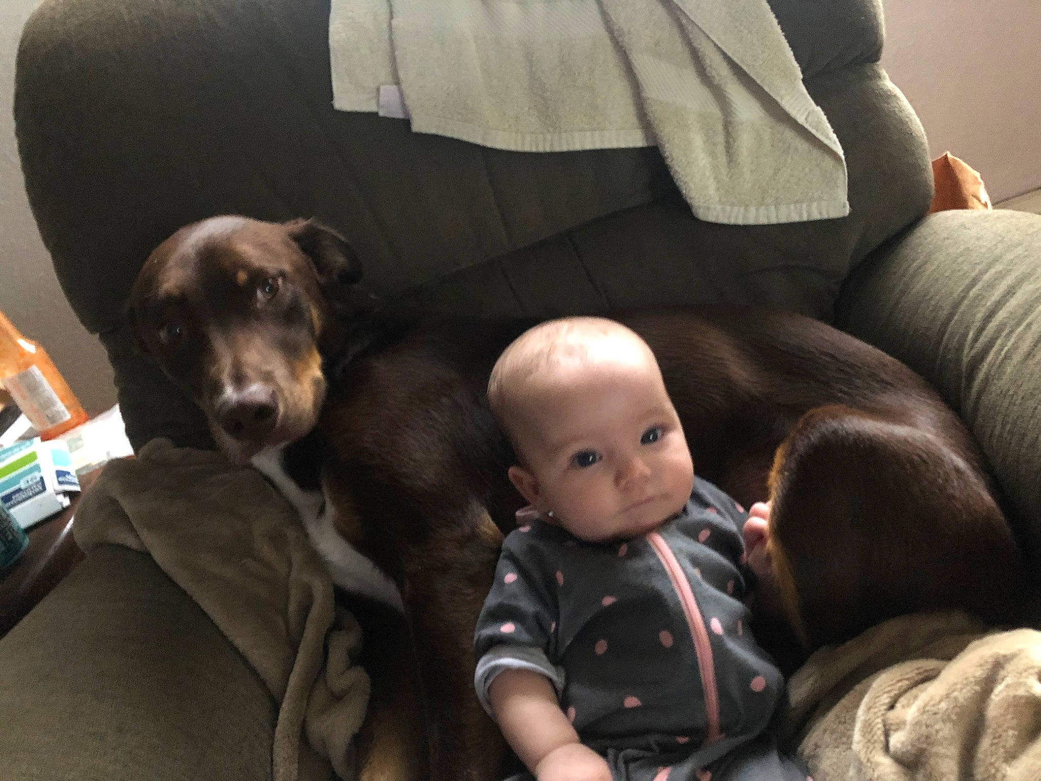 Max joined the competition — help win amazing prizes! baby, baby_products, baby_toddler_clothing, car_seat, carnivore, child, comfort, companion_dog, couch, dog, dog_breed, fur, guard_dog, lap, linens, mammal, nap, room, sitting, toddler