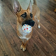Vanille participe au concours pour gagner de l'argent avec cette photo : dog, ball, toy, indoor, wooden_floor, pet, playful, ears_up, brown_dog, medium_sized_dog, looking_up, alert, animal, flooring, domestic_animal, canine, mouth_holding, standing, curled_tail, bright_eyes