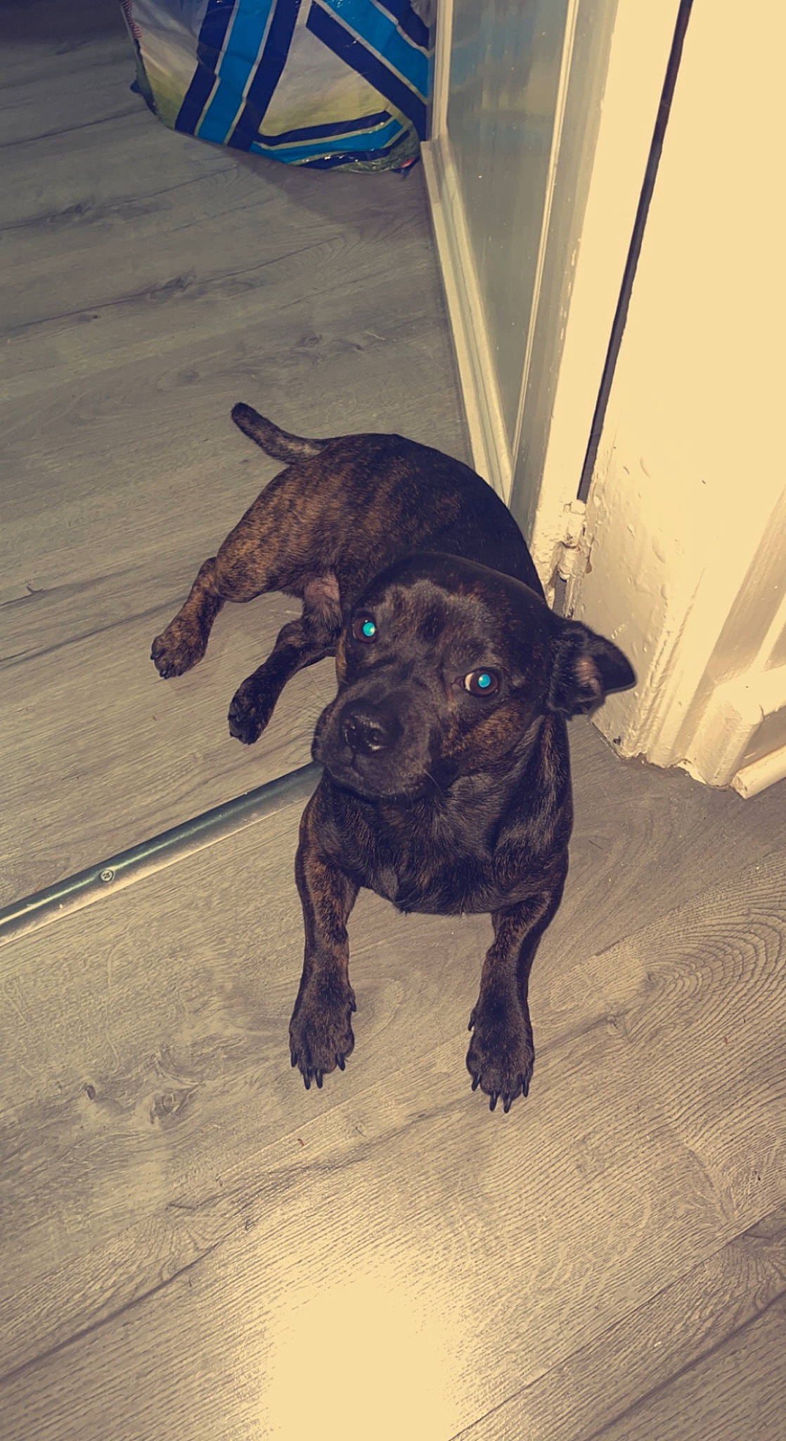 Saphir participe au concours pour gagner de l'argent avec cette photo : borador, carnivore, companion_dog, dog, dog_breed, fawn, flooring, fur, guard_dog, hardwood, liver, non_sporting_group, pug, snout, sporting_group, tail, terrestrial_animal, toy_dog, wood, working_animal