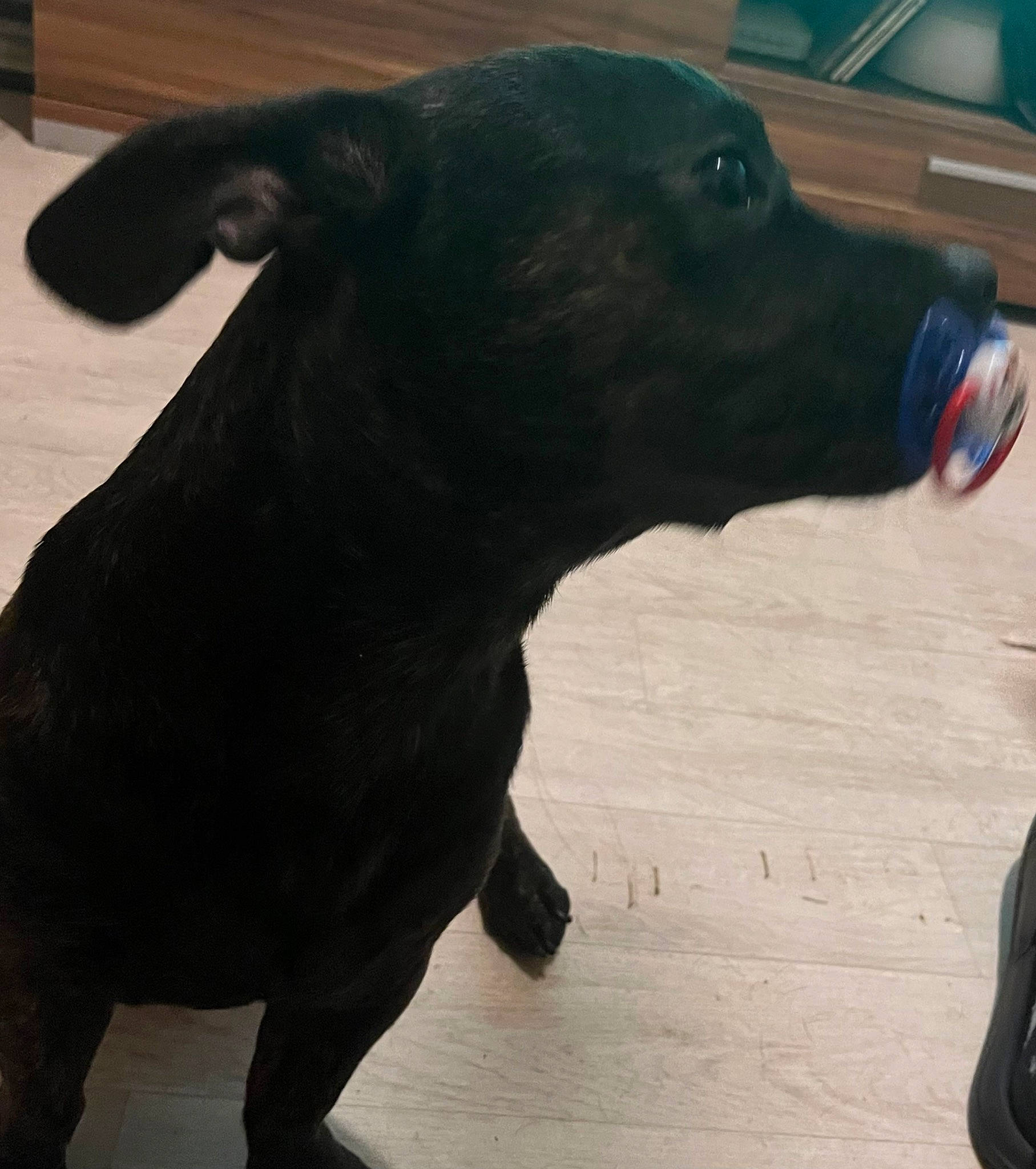 Saphir participe au concours pour gagner de l'argent avec cette photo : borador, canidae, carnivore, collar, companion_dog, dog, dog_breed, fur, guard_dog, livestock, non_sporting_group, pet_supply, snout, sporting_group, tail, terrestrial_animal, working_animal