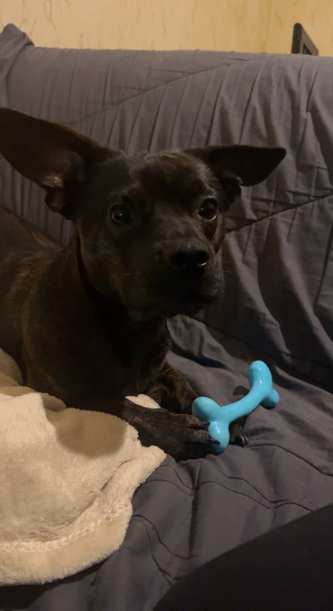 Saphir a rejoint le concours — aidez-le/la à gagner de superbes lots ! canidae, carnivore, collar, comfort, companion_dog, dog, dog_breed, ear, electric_blue, fawn, grey, guard_dog, linens, sleeve, snout, sporting_group, terrestrial_animal, toy_dog, whiskers, working_animal