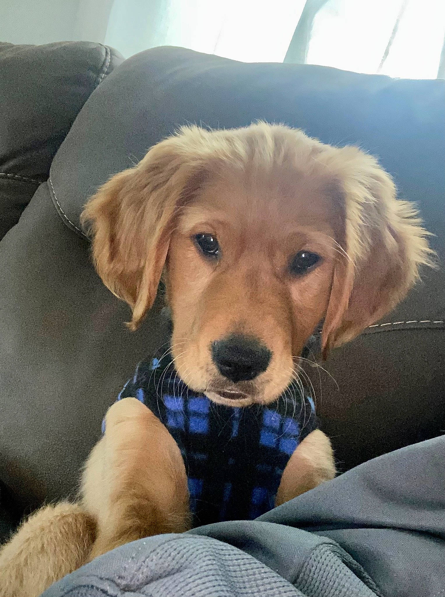 Jameson joined the competition — help win amazing prizes! canidae, carnivore, cloud, comfort, companion_dog, dog, dog_breed, fawn, fur, happy, plaid, plant, puppy, selfie, sitting, snout, sporting_group, tree, wood, working_animal