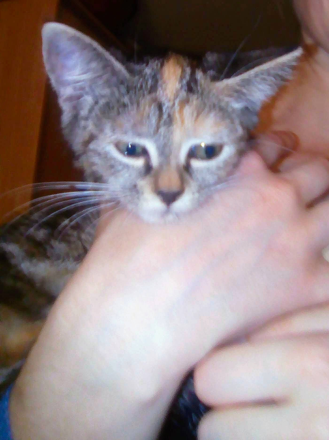 Bubulle participe au concours pour gagner de l'argent avec cette photo : carnivore, cat, claw, domestic_short_haired_cat, ear, felidae, finger, fur, gesture, hand, nail, small_to_medium_sized_cats, snout, terrestrial_animal, thumb, whiskers