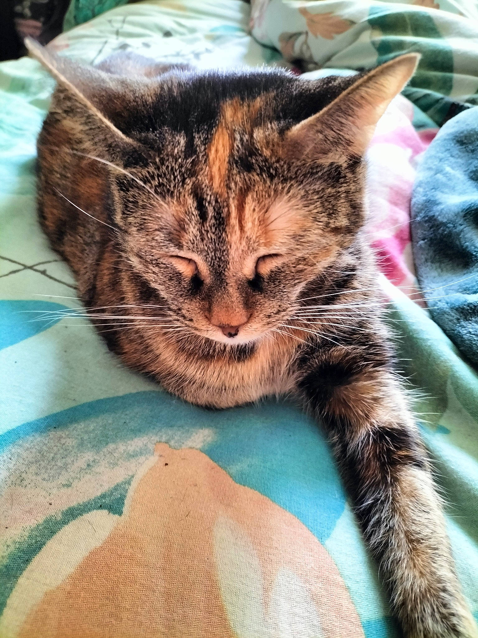 Bubulle a rejoint le concours — aidez-le/la à gagner de superbes lots ! carnivore, cat, claw, comfort, domestic_short_haired_cat, fawn, felidae, foot, fur, gesture, grass, nap, paw, plant, sleep, small_to_medium_sized_cats, snout, terrestrial_animal, whiskers, wildlife