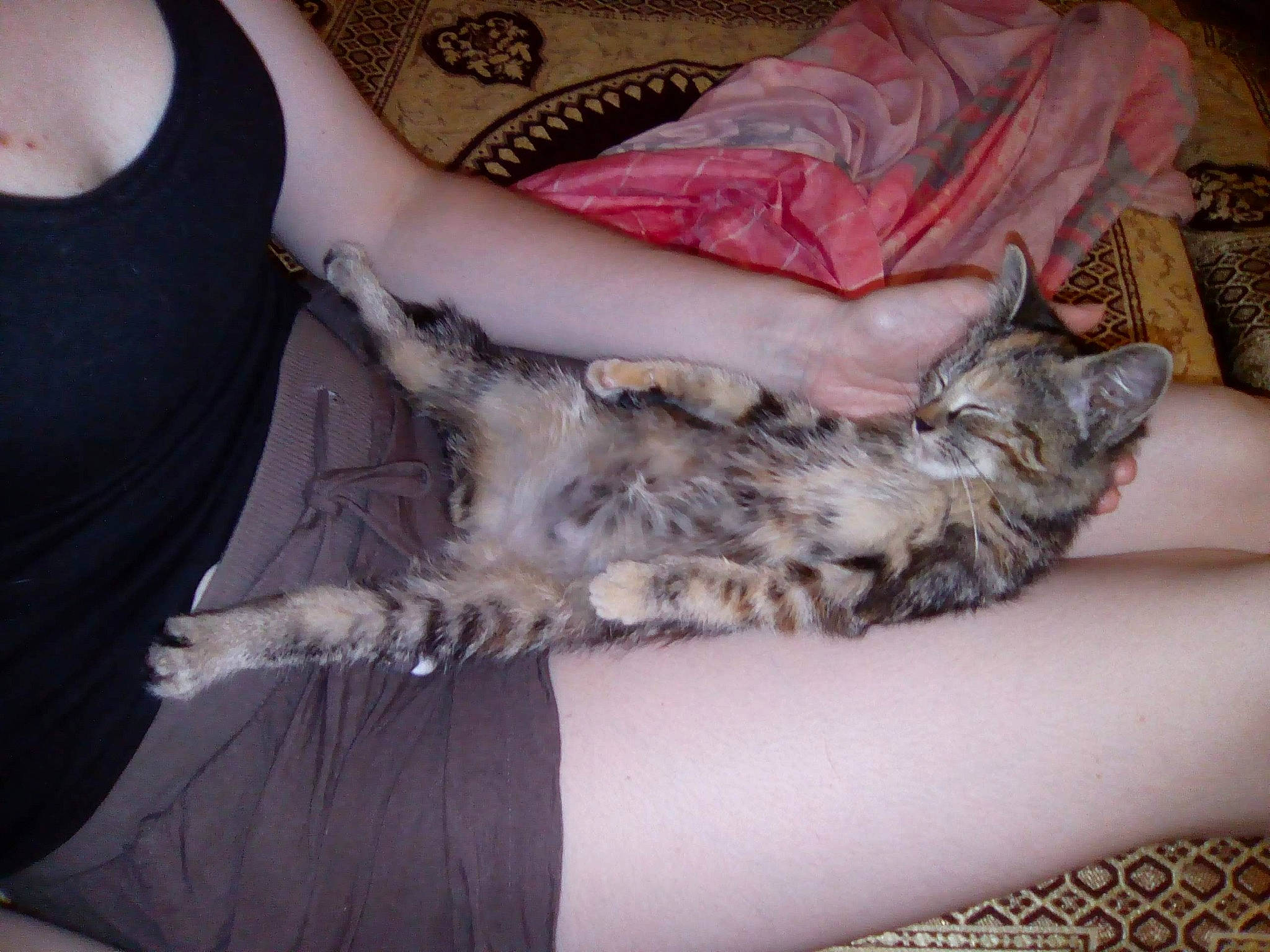 Bubulle a rejoint le concours — aidez-le/la à gagner de superbes lots ! bed, carnivore, cat, chest, comfort, couch, dog_breed, domestic_short_haired_cat, elbow, fawn, felidae, fur, human_leg, lap, paw, sleeve, small_to_medium_sized_cats, tail, thigh, whiskers