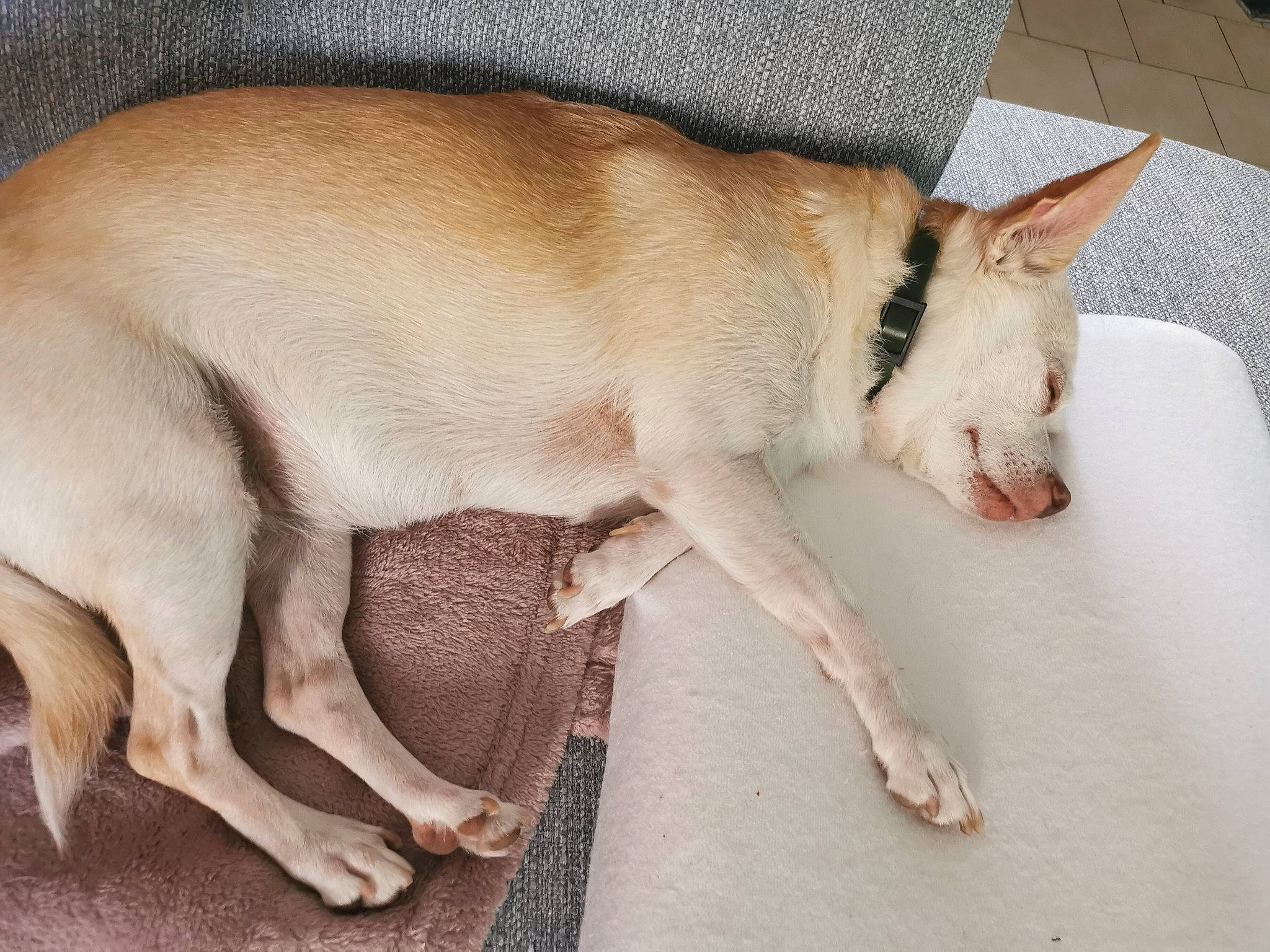 Candy a rejoint le concours — aidez-le/la à gagner de superbes lots ! ancient_dog_breeds, canidae, carnivore, collar, comfort, companion_dog, dog, dog_breed, fawn, foot, fur, non_sporting_group, paw, snout, sporting_group, street_dog, tail, terrestrial_animal, whiskers, working_animal