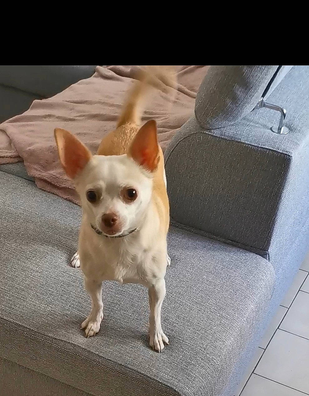 Candy participe au concours pour gagner de l'argent avec cette photo : canidae, carmine, carnivore, chihuahua, comfort, companion_dog, dog, dog_breed, dog_supply, fawn, fur, head, rectangle, snout, sporting_group, tail, terrestrial_animal, toy_dog, whiskers, working_animal