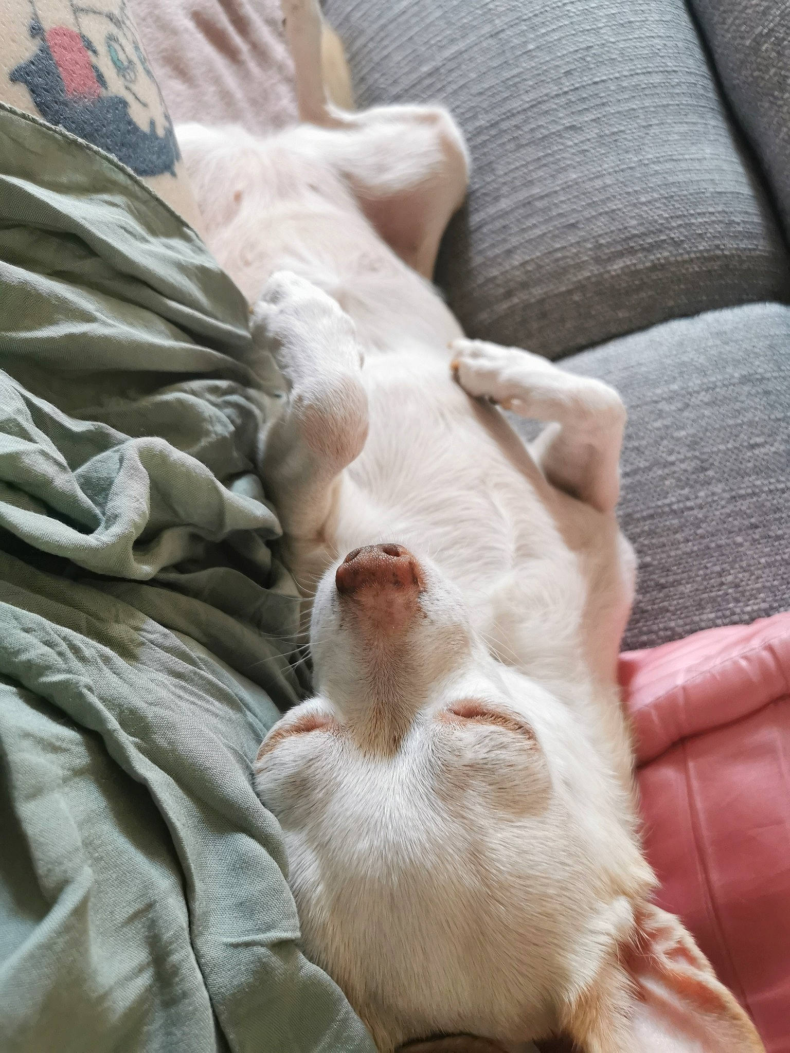 Candy participe au concours pour gagner de l'argent avec cette photo : carnivore, cat, comfort, companion_dog, dog_breed, domestic_short_haired_cat, duvet, fawn, felidae, foot, fur, human_leg, leg, linens, paw, small_to_medium_sized_cats, tail, terrestrial_animal, textile, whiskers