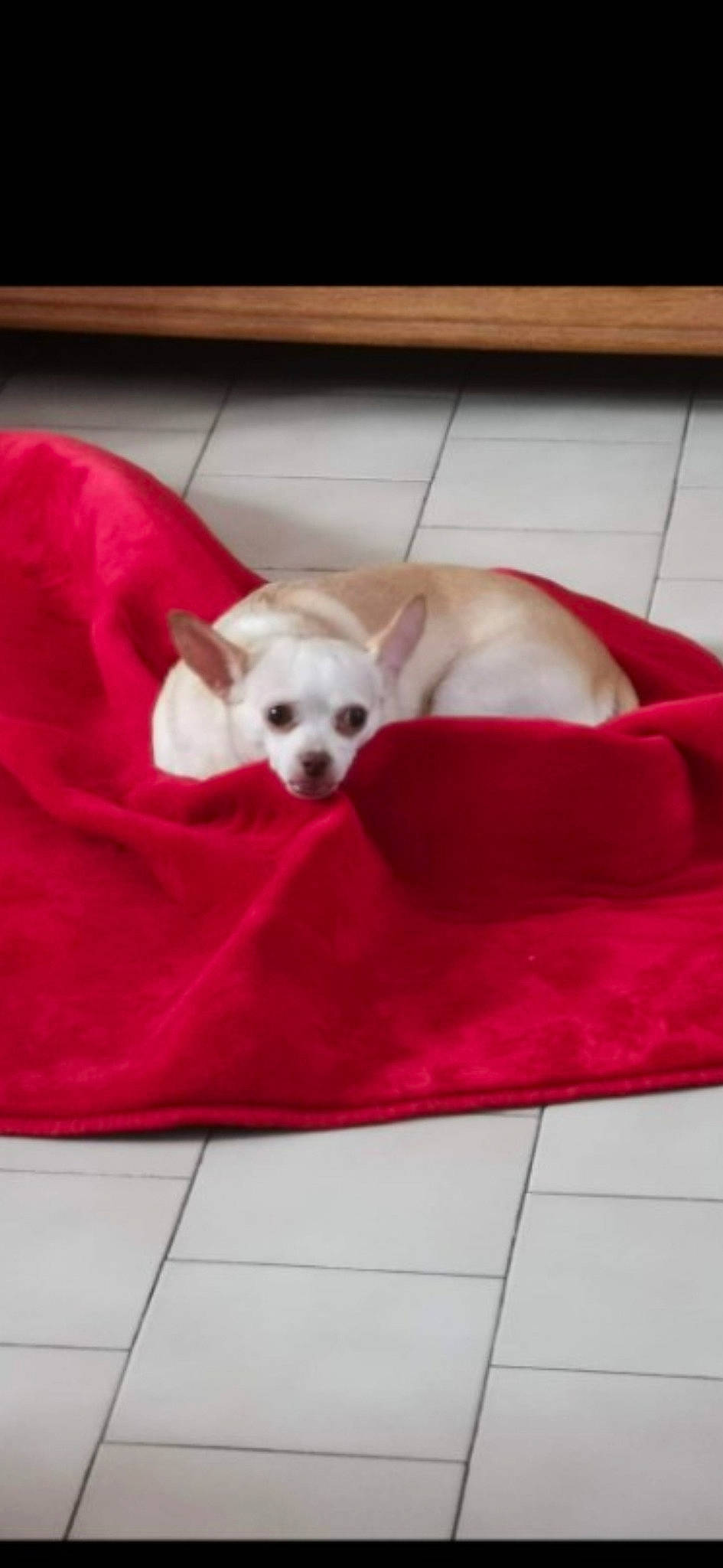 Candy a rejoint le concours — aidez-le/la à gagner de superbes lots ! canidae, carnivore, comfort, companion_dog, couch, dog, dog_breed, dog_supply, fawn, flooring, fur, hardwood, paw, pet_supply, room, sporting_group, studio_couch, tail, toy_dog, working_animal