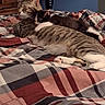 Oreo is registered to the contest to win money with this photo: cat, kitten, tabby_cat, black_and_white_cat, bed, blanket, cuddling, sleeping, resting, indoor, cozy, feline, pets, comfort, relaxation, striped, fur, animal, domestic_cat, close_up