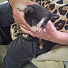 Oreo joined the competition — help win amazing prizes! kitten, cat, pet, hand, person, animal, feline, leopard_print, clothing, indoor, cozy, whiskers, black_and_white, small, cute, young, fur, holding, sitting, resting