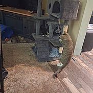 Oreo is registered to the contest to win money with this photo: cat, tabby_cat, cat_tree, toy, living_room, carpet, wood_floor, furniture, indoor, pet, playful, animal, gray_cat_tree, cubby_hole, jumping_cat, curious_cat, household, entertainment_center, domestic, feline