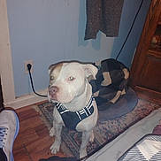 Kain is registered to the contest to win money with this photo: dog, indoor, harness, rug, dog_bed, shoe, clothing, cabinet, floor, wall, power_outlet, cord, pet, canine, wooden_floor, fabric, blanket, home, furniture, domestic