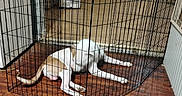 Kain is registered to the contest to win money with this photo: dog, playpen, metal_fence, wooden_floor, indoor, chair, heater, pet, resting, white, brown, flooring, wire_fence, living_room, home, animal, cage, relaxing, furniture, room