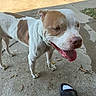 Kain is registered to the contest to win money with this photo: dog, canine, pet, animal, outdoor, sidewalk, concrete, tongue_out, panting, white_coat, brown_coat, paw, fur, collar, person, footwear, sock, slide_sandal, shadow, daylight