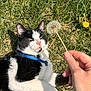 cat, black_and_white, grass, dandelion, flower, hand, collar, outdoor, sunlight, pet, animal, nature, playing, relaxed, close_up, whiskers, yellow_eyes, paw, spring, cute