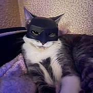 Eva is registered to the contest to win money with this photo: cat, mask, batman_mask, costume, pet, feline, indoor, blanket, cozy, relaxed, fur, whiskers, cute, animal, resting, closeup, portrait, funny, domestic_animal, sleepy